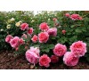 Роза Пинк Бэбифлор (Pink Babyflor) Тантау 1993. Миниатюрная.